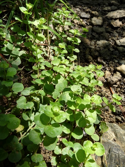 {Lysimachia nummularia}